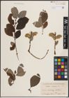 Foto von Salix caprea L.